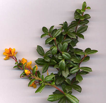 Berberis plant